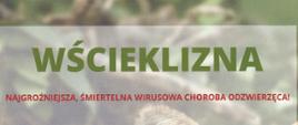 Wścieklizna - najgroźniejsza, śmiertelna wirusowa choroba odzwierzęca