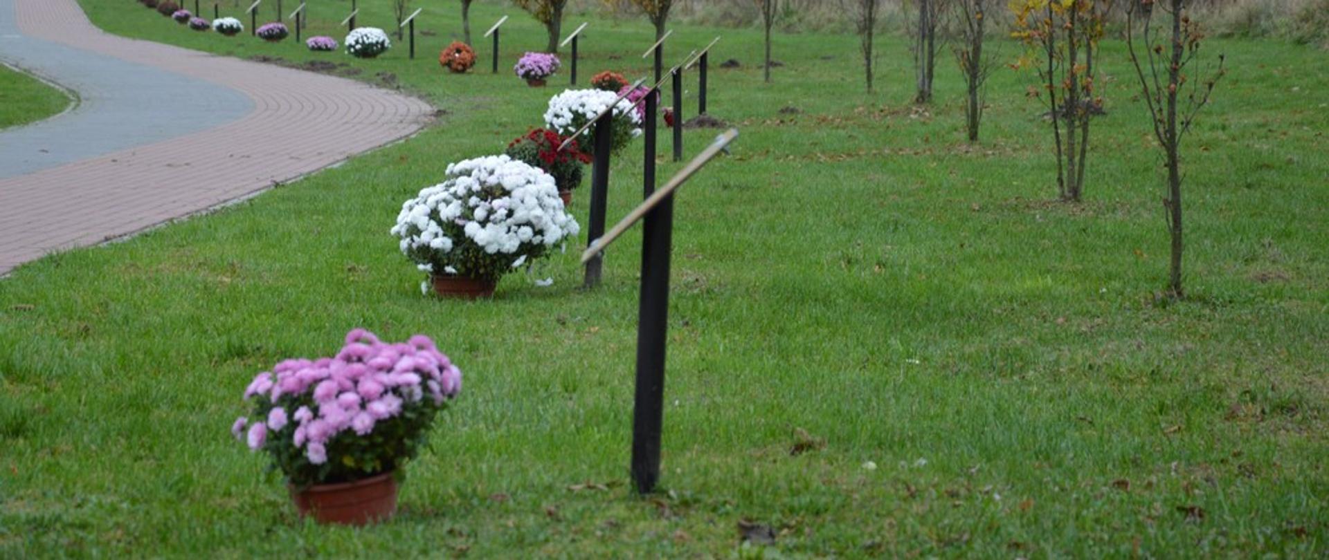 Chryzantemy przy alei katyńskiej
