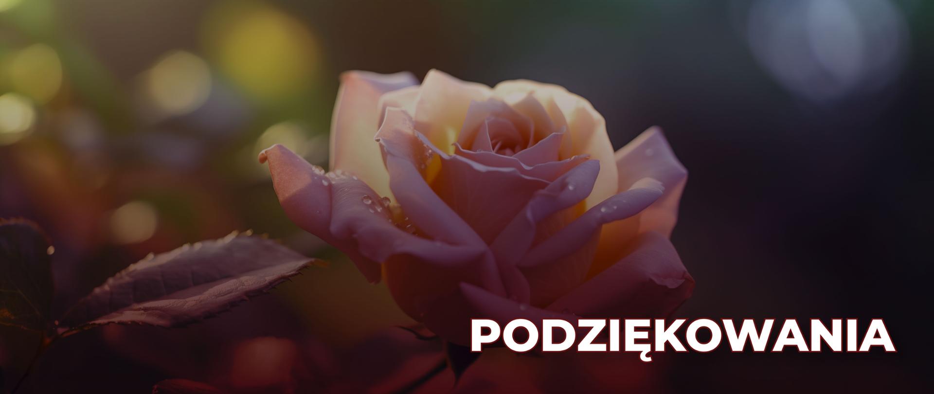 Napis "Podziękowania" na tle róży.