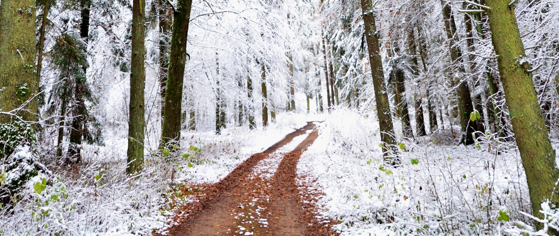 Zimowa Puszcza Białowieska - droga biegnąca do lasu