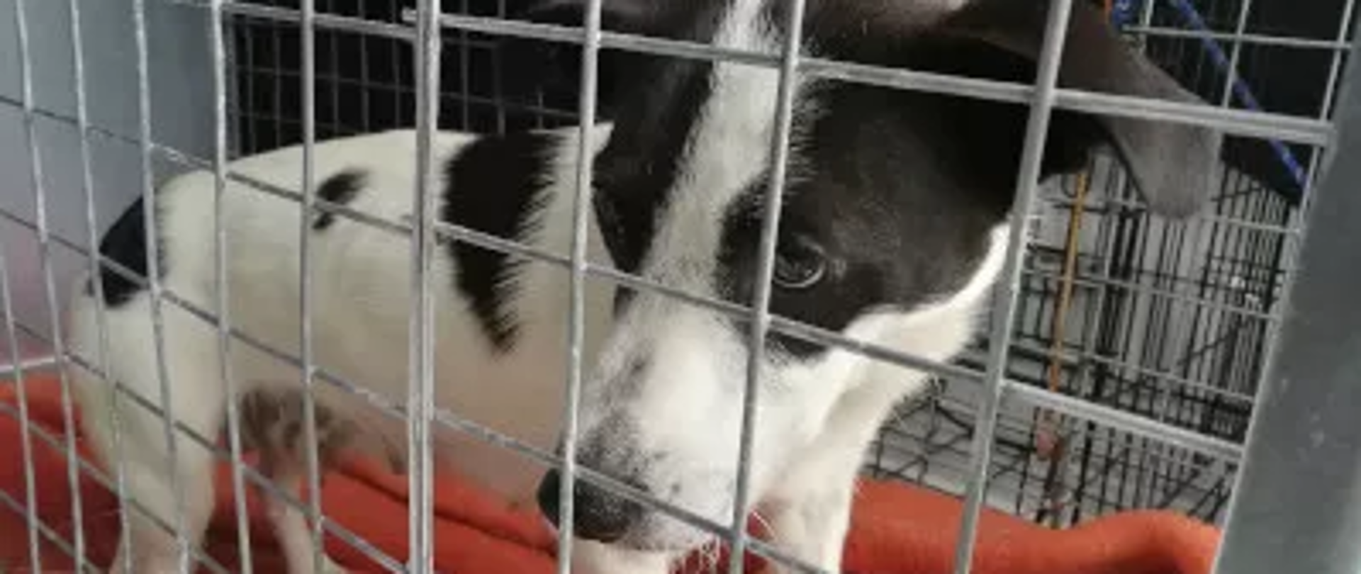 Pies - suka, biała w czarne łaty. Suka wygląda na młodą, jest bardzo chuda.
