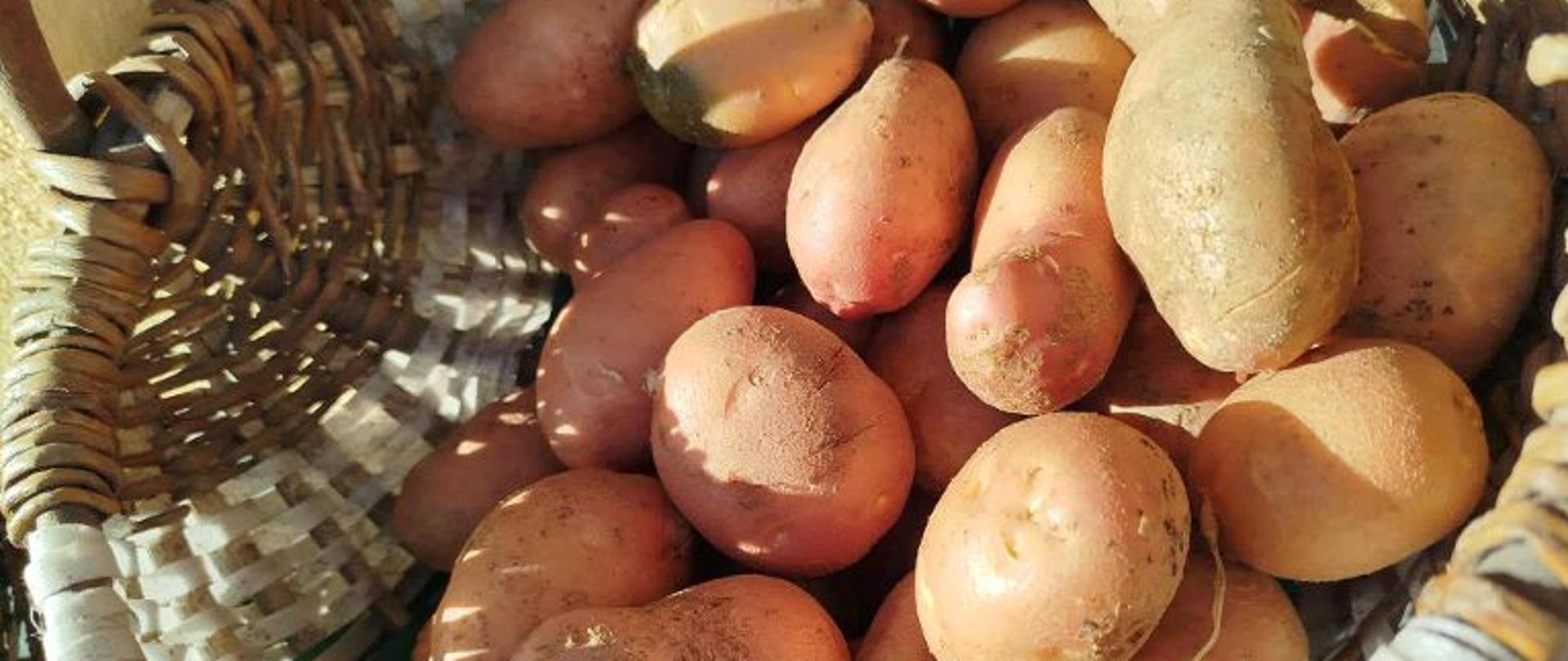 Ziemniak