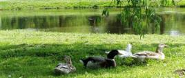 Park miejski – miejsce wypoczynku (fot. B. Komarzewski)
