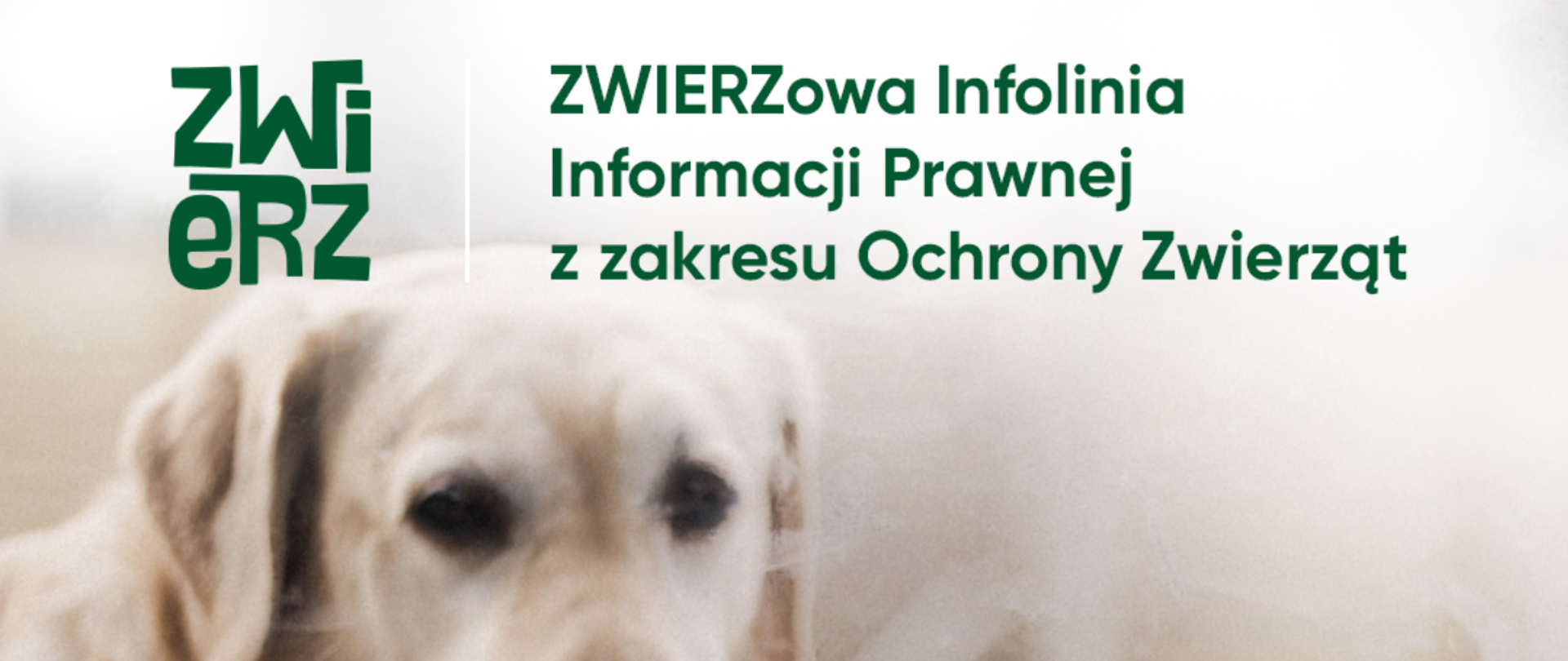 Zdjęcie psa a na nim napis zielony ZWIERZowa Infolinia Bezpłatnej Informacji Prawnej z Zakresu Ochrony Zwierząt