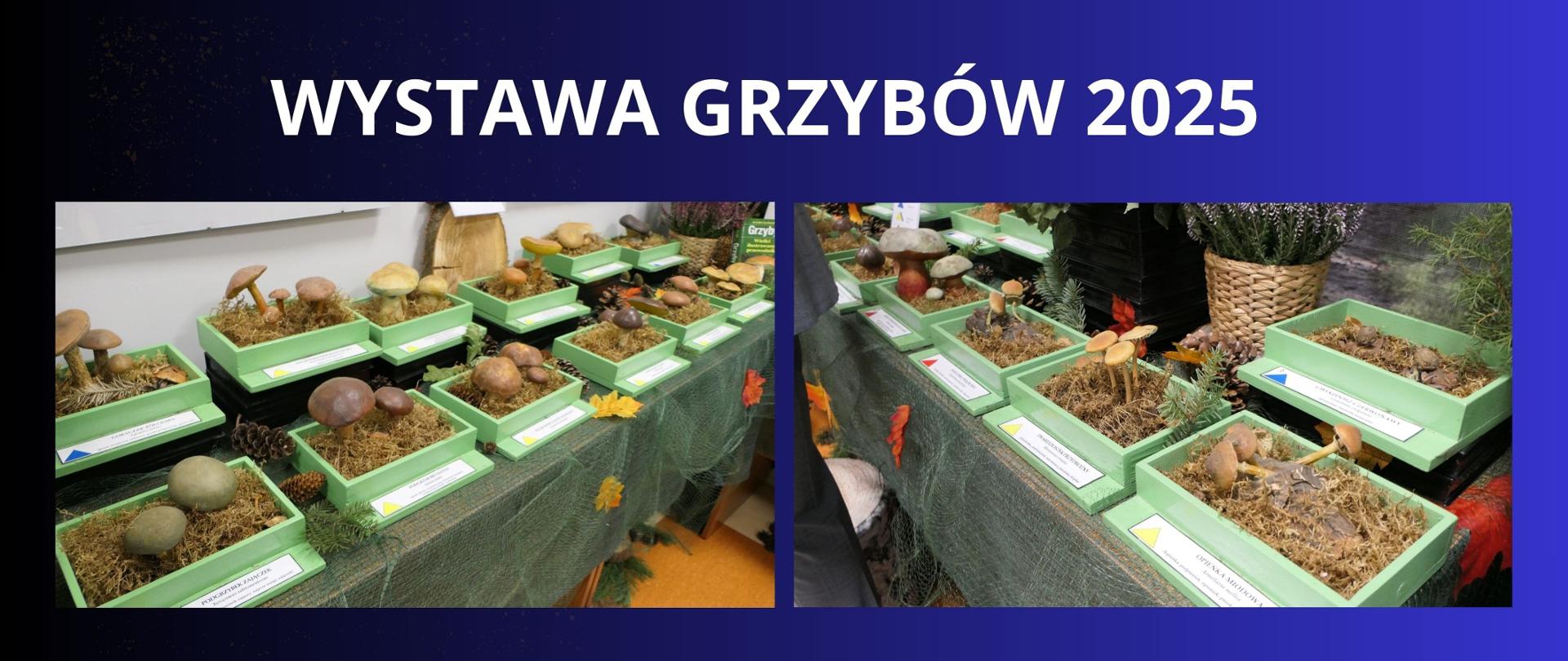 biały napis na granatowym tle WYSTAWA GRZYBÓW 2025 dwa zdjęcia przedstawiające eksponaty grzybowe 