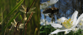 Kolaż puszczańskich krajobrazów: po lewej- ważki na łące, po prawej - pszczoła leci w kierunku zawilca, fot. Krzysztof Komar