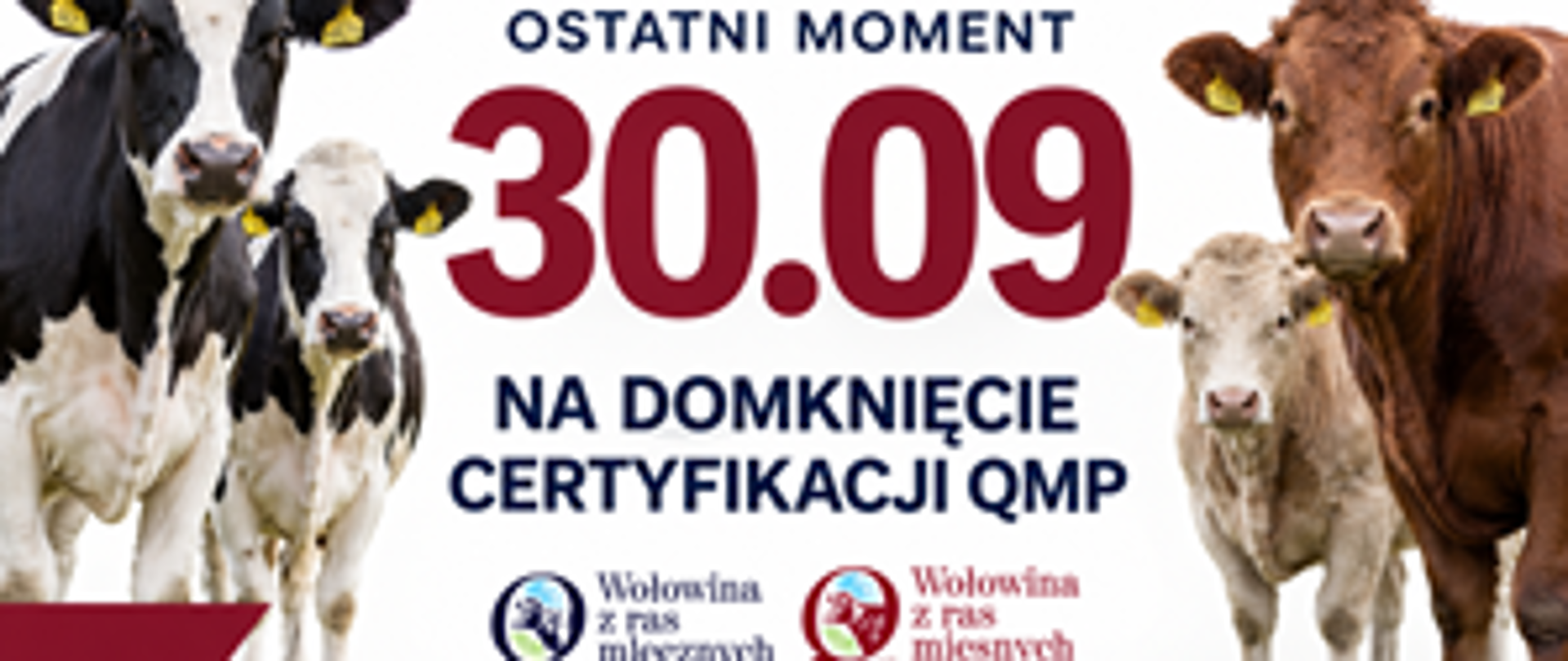 qmp
