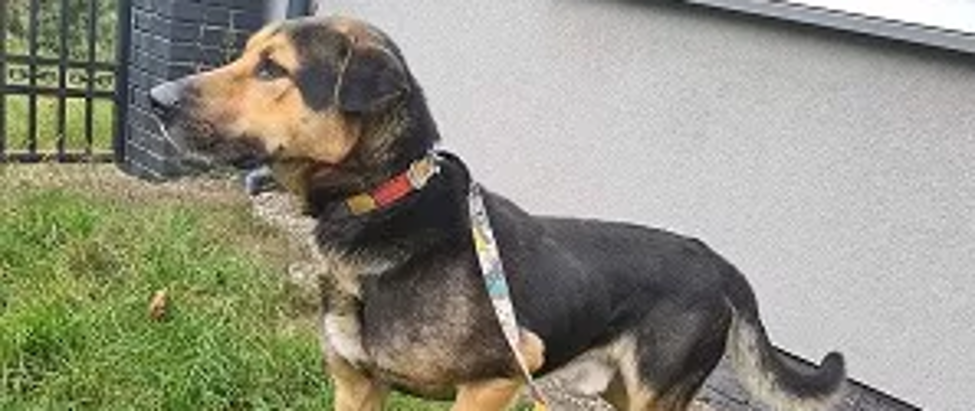 Pies - samiec, czarny podpalany, wiek oceniony na 6 lat. Na zdjęciu z kolorową smyczą.