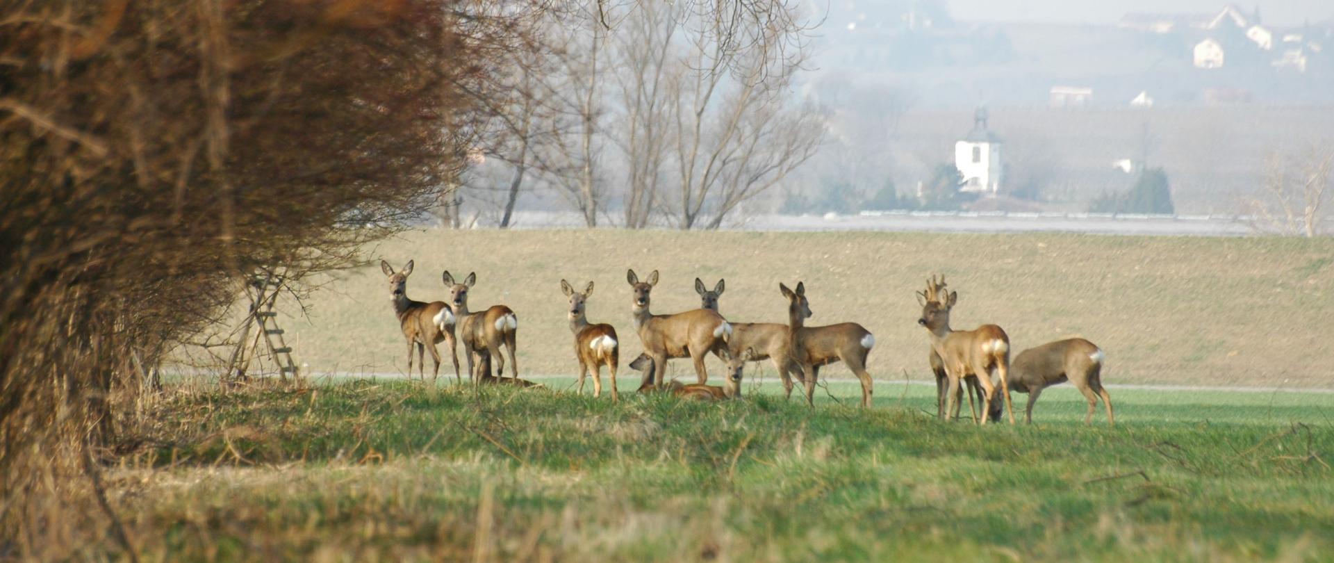 Stado saren i jeleni w otwartej przestrzeni