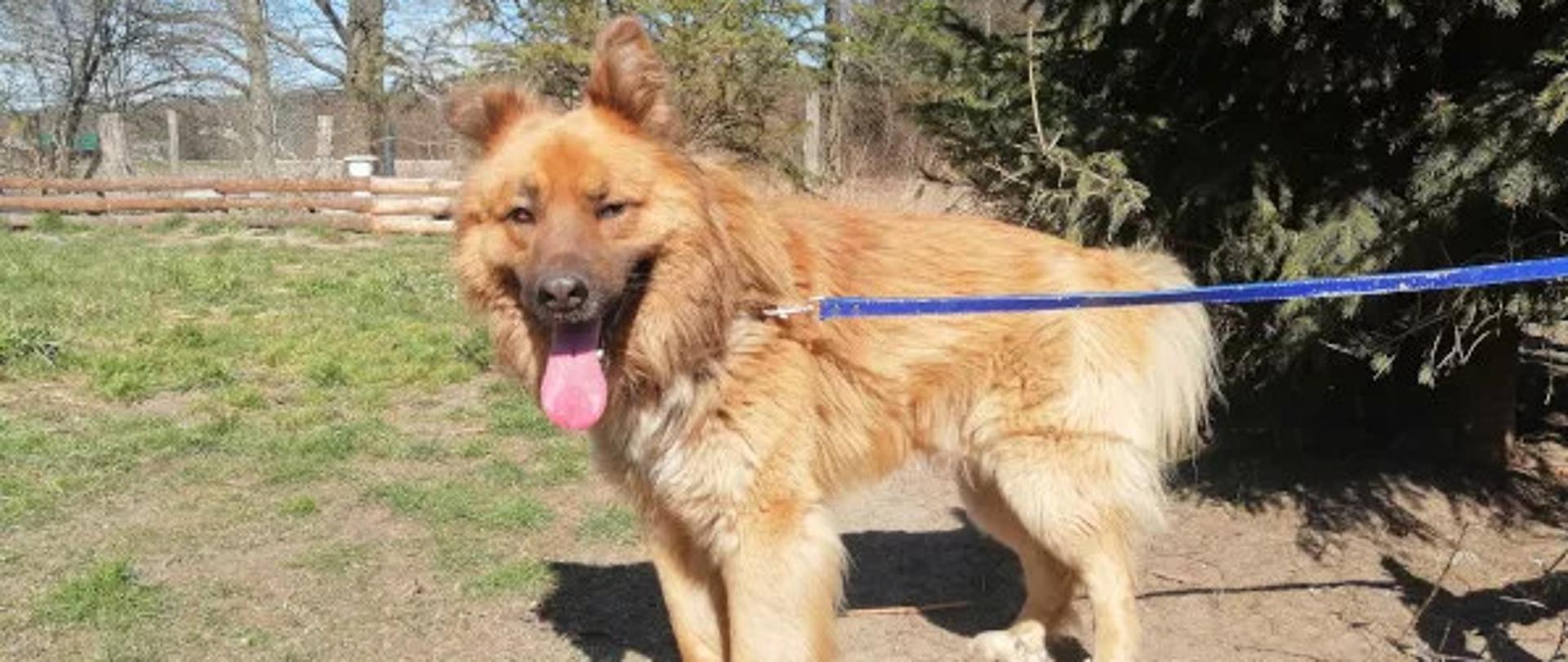Pies - samiec, umaszczenie beżowe, duży na zdjęciu z niebieską smyczą.