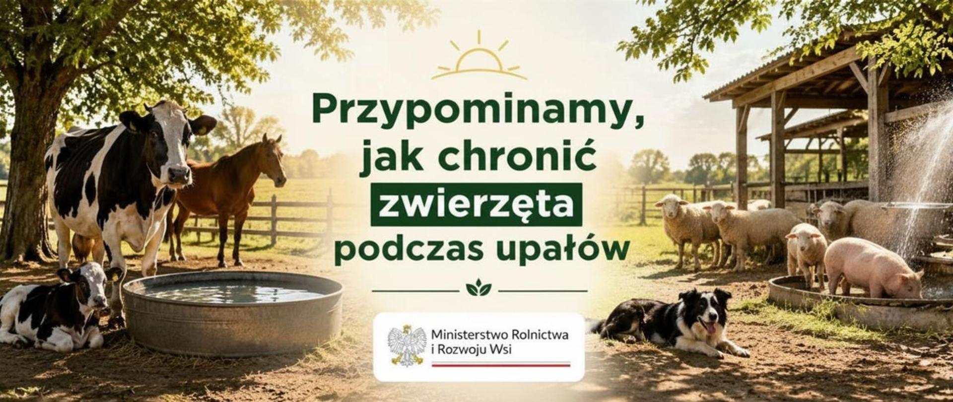 grafika przedstawia zwierzęta gospodarskie przy zbiornikach z wodą, na środku napis: Przypominamy jak chronić zwierzęta podczas upałów oraz logotyp Ministerstwa Rolnictwa i Rozwoju Wsi