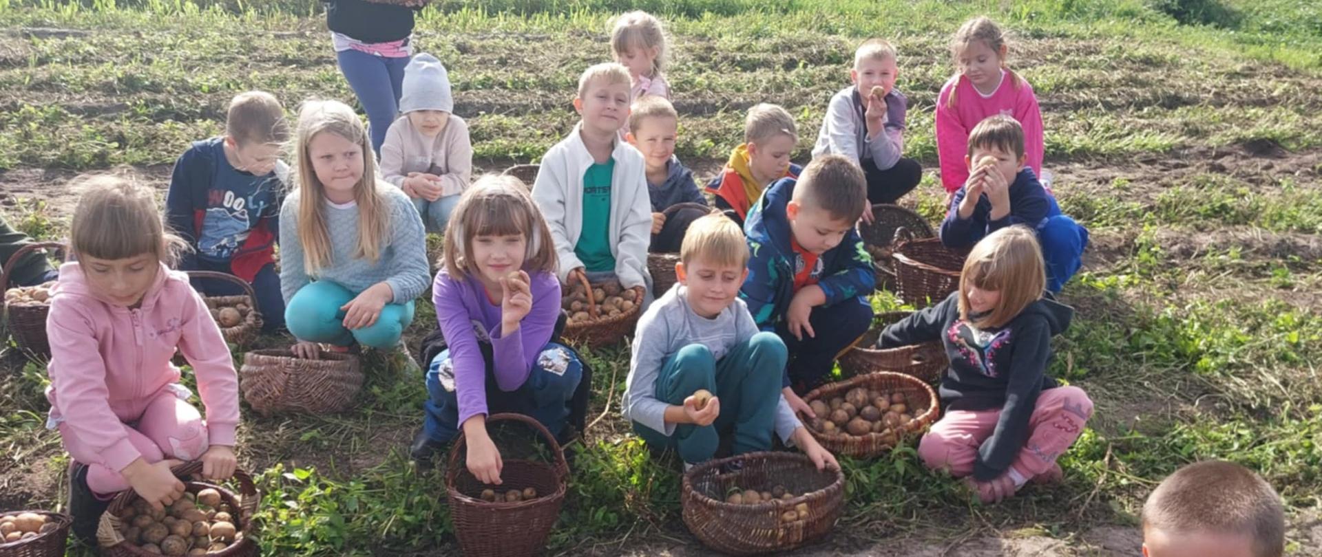 Grupa dzieci kuca na łące. Przy każdym dziecku stoi wiklinowy koszyk z ziemniakami