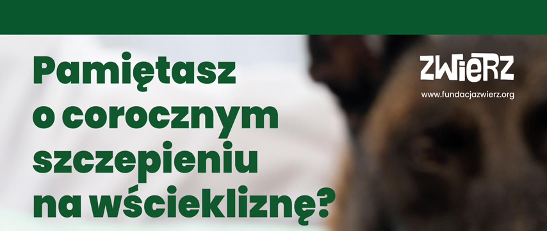 Wścieklizna - śmiertelne zagrożenie dla ludzi i zwierząt.
Fundacja ZWIERZ przypomina o realnym zagrożeniu, jakie niesie ze sobą wścieklizna – jedna z najniebezpieczniejszych chorób wirusowych, która może dotknąć wszystkie gatunki ssaków, w tym ludzi. Choroba atakuje ośrodkowy układ nerwowy, a po wystąpieniu objawów niemal zawsze kończy się śmiercią.
Do zakażenia dochodzi najczęściej przez kontakt śliny zakażonego zwierzęcia z uszkodzoną skórą lub błonami śluzowymi. W Polsce głównym rezerwuarem wirusa są lisy rude, ale zagrożenie mogą stanowić również nietoperze, psy, koty i inne dzikie zwierzęta.
Szczepienie psów przeciwko wściekliźnie jest obowiązkowe – każdy pies powyżej 3. miesiąca życia musi zostać zaszczepiony w ciągu 30 dni, a następnie regularnie co roku. Brak szczepienia to nie tylko ryzyko zdrowotne, ale i mandat dla opiekuna.
Fundacja ZWIERZ rozesłała do wszystkich gmin w Polsce bezpłatne plakaty informacyjne o wściekliźnie, zachęcając do ich udostępniania i zwiększania świadomości wśród mieszkańców. Urzędy proszone są o sprawdzenie skrzynek mailowych.
W przypadku pogryzienia przez zwierzę:
● dokładnie przemyj ranę wodą z mydłem,
● jak najszybciej skontaktuj się z lekarzem – możliwe będzie zastosowanie szczepień poekspozycyjnych.
Objawy wścieklizny
U zwierząt choroba może przebiegać w formie:
• szałowej – zwierzęta stają się agresywne, atakują bez powodu, mają trudności z przełykaniem i nadmiernie się ślinią, cierpią na światłowstręt, boją się wody i dotyku, a także mają przekrwione oczy,
• cichej – postępujące porażenia kończyn, śmierć w wyniku niewydolności oddechowej.
Wścieklizna to śmiertelne zagrożenie dla zwierząt i ludzi, któremu można zapobiec. Profilaktyka i szybka reakcja ratują życie.
Bądź odpowiedzialny - zaszczep swojego psa!
