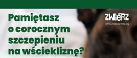 Wścieklizna - śmiertelne zagrożenie dla ludzi i zwierząt.
Fundacja ZWIERZ przypomina o realnym zagrożeniu, jakie niesie ze sobą wścieklizna – jedna z najniebezpieczniejszych chorób wirusowych, która może dotknąć wszystkie gatunki ssaków, w tym ludzi. Choroba atakuje ośrodkowy układ nerwowy, a po wystąpieniu objawów niemal zawsze kończy się śmiercią.
Do zakażenia dochodzi najczęściej przez kontakt śliny zakażonego zwierzęcia z uszkodzoną skórą lub błonami śluzowymi. W Polsce głównym rezerwuarem wirusa są lisy rude, ale zagrożenie mogą stanowić również nietoperze, psy, koty i inne dzikie zwierzęta.
Szczepienie psów przeciwko wściekliźnie jest obowiązkowe – każdy pies powyżej 3. miesiąca życia musi zostać zaszczepiony w ciągu 30 dni, a następnie regularnie co roku. Brak szczepienia to nie tylko ryzyko zdrowotne, ale i mandat dla opiekuna.
Fundacja ZWIERZ rozesłała do wszystkich gmin w Polsce bezpłatne plakaty informacyjne o wściekliźnie, zachęcając do ich udostępniania i zwiększania świadomości wśród mieszkańców. Urzędy proszone są o sprawdzenie skrzynek mailowych.
W przypadku pogryzienia przez zwierzę:
● dokładnie przemyj ranę wodą z mydłem,
● jak najszybciej skontaktuj się z lekarzem – możliwe będzie zastosowanie szczepień poekspozycyjnych.
Objawy wścieklizny
U zwierząt choroba może przebiegać w formie:
• szałowej – zwierzęta stają się agresywne, atakują bez powodu, mają trudności z przełykaniem i nadmiernie się ślinią, cierpią na światłowstręt, boją się wody i dotyku, a także mają przekrwione oczy,
• cichej – postępujące porażenia kończyn, śmierć w wyniku niewydolności oddechowej.
Wścieklizna to śmiertelne zagrożenie dla zwierząt i ludzi, któremu można zapobiec. Profilaktyka i szybka reakcja ratują życie.
Bądź odpowiedzialny - zaszczep swojego psa!
