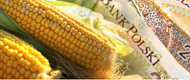 grafika przedstawia zdjęcie prezentujące kolby kukurydzy oraz fragment banknotu 200 zł