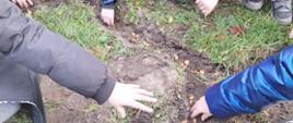 Projekt Krokus
