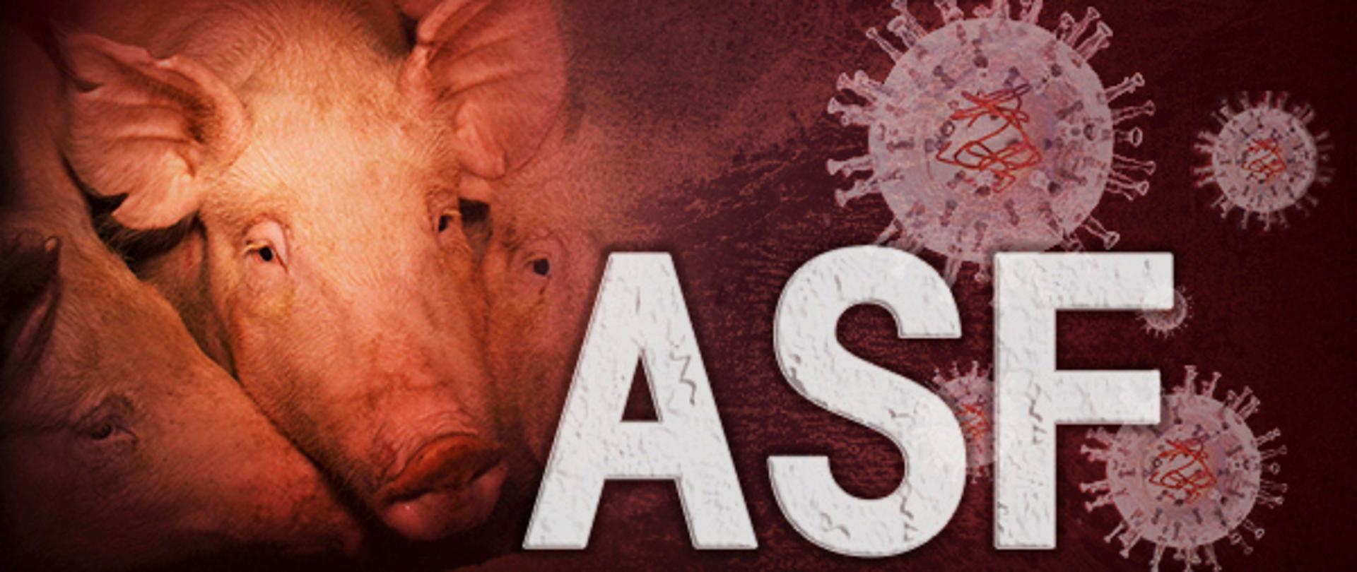 z lewej strony świnia z wielkimi uszami z prawej strony grafika okrągłych wirusów oraz biały napis ASF 