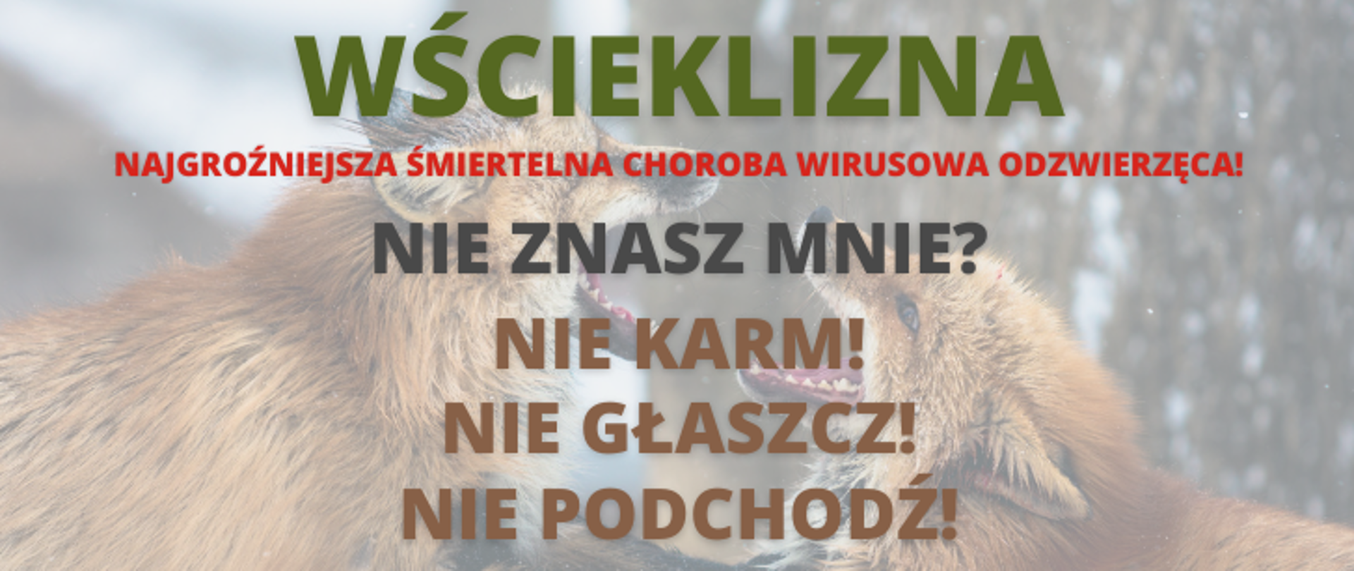 Grafika promująca akcję ostrzegającą przed wścieklizną wśród dzikich zwierząt. W tle dwa dzikie lisy szczerzące kły. 
