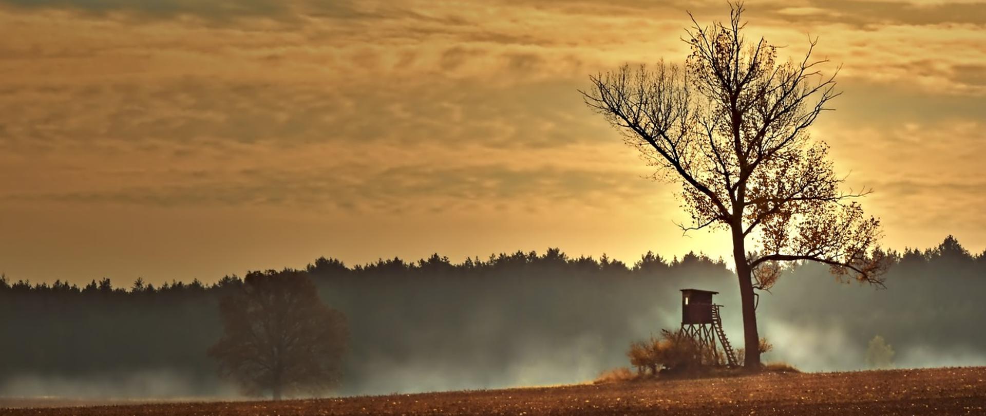 Zdjęcie przedstawia drewnianą ambonę myśliwską stojącą przy samotnym drzewie na skraju pola, z widoczną linią lasu w tle. Mgła unosi się nad ziemią, a złote światło oświetla krajobraz, tworząc malowniczy, jesienny widok natury.