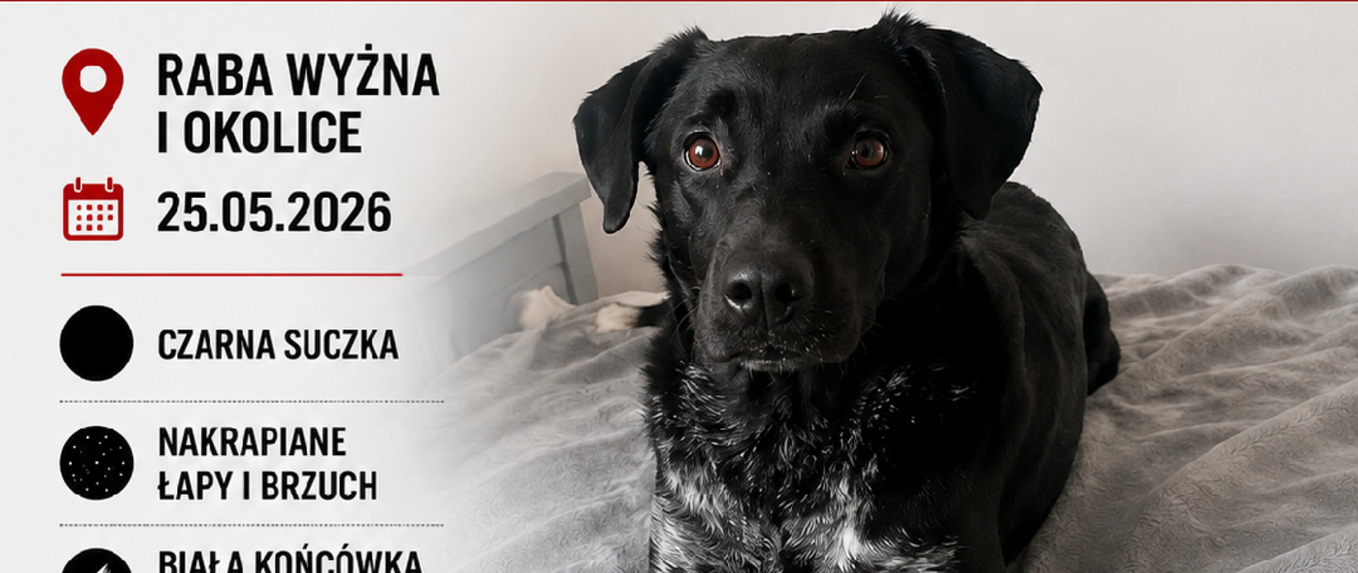 ogłoszenie dot. zaginionego psa