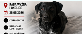 ogłoszenie dot. zaginionego psa