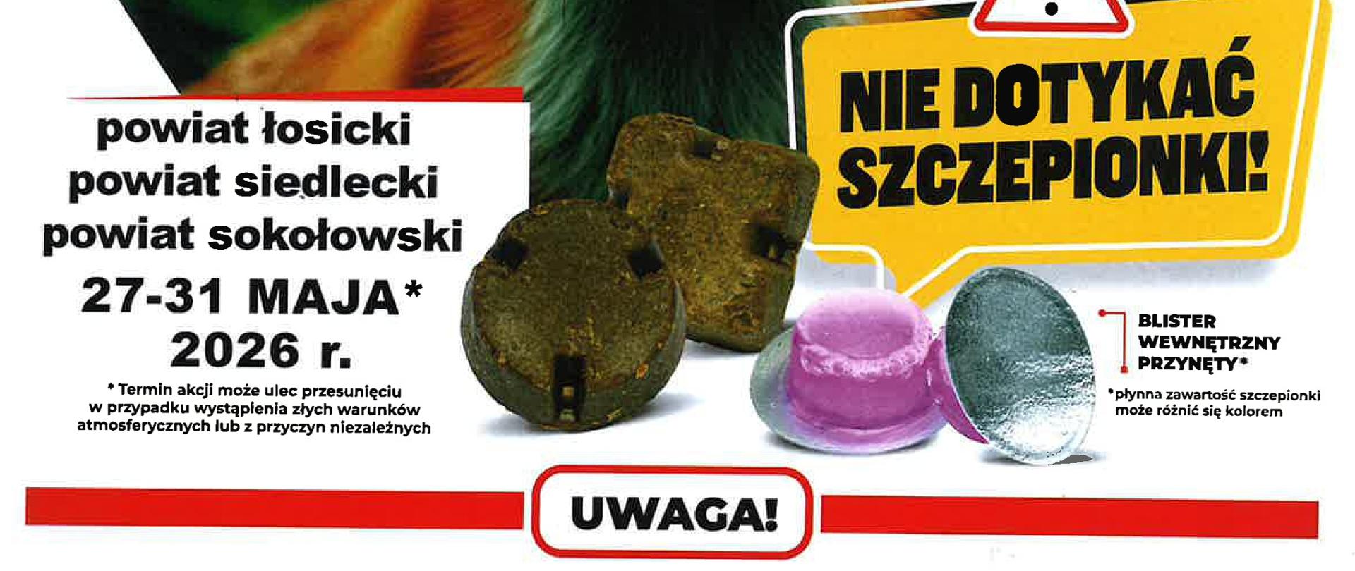 Szczepienie lisów przeciwko wściekliźnie