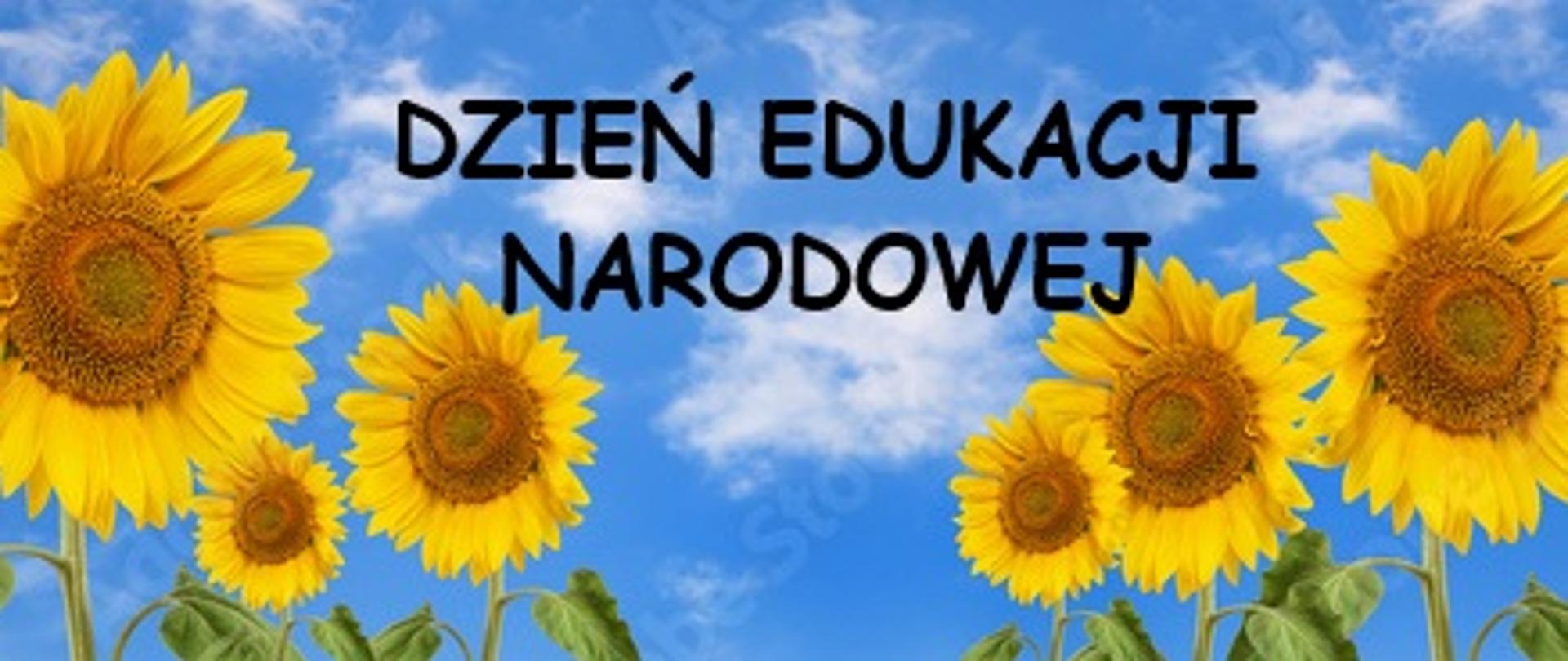 słoneczniki 