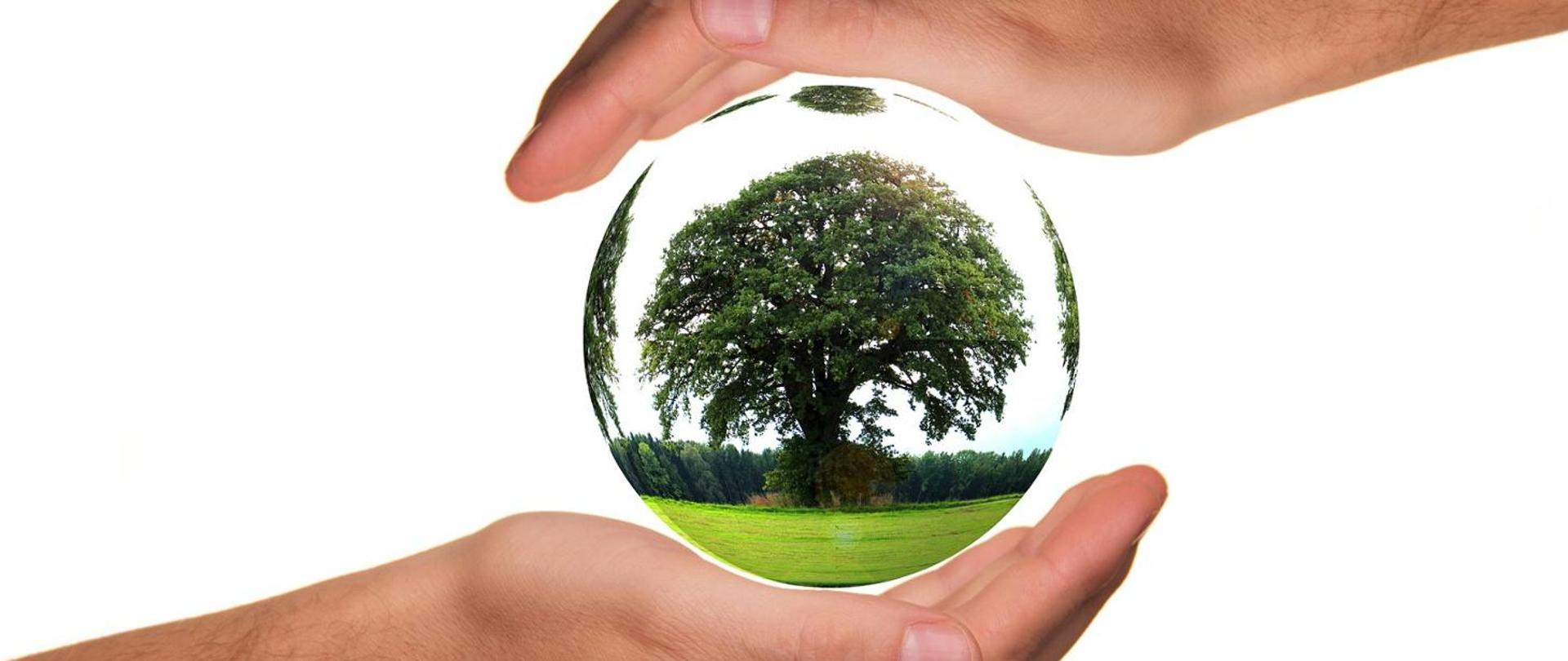 Ilustracja przedstawia dłonie trzymające szklaną kulę w której znajduje się zielone rozłożyste drzewo