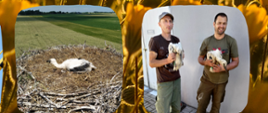 Pomagamy w znakowaniu bocianów- banner