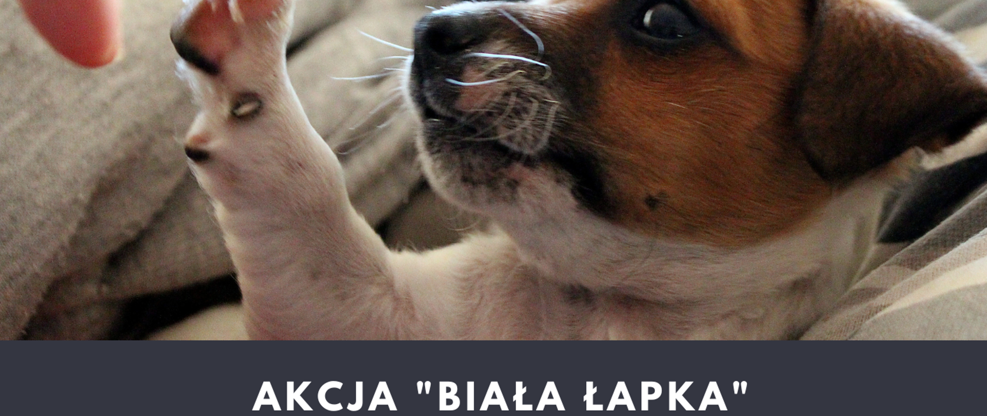 pies, plakat, napisy