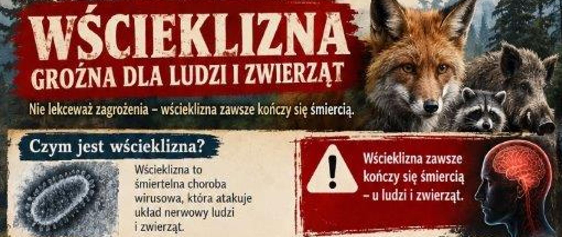 Infografika edukacyjna na temat wścieklizny, przedstawiająca zagrożenie dla ludzi i zwierząt, drogi zakażenia, objawy u zwierząt i ludzi oraz sposoby zapobiegania chorobie. Zawiera informacje o monitoringu czynnym i biernym, szczepieniach ochronnych, unikaniu kontaktu z dzikimi zwierzętami oraz konieczności zgłaszania podejrzanych przypadków odpowiednim służbom. Ilustracje przedstawiają m.in. lisa, szopa pracza, nietoperza, inne zwierzęta, wirusa i mózg. Infografika podkreśla, że wścieklizna jest śmiertelna i wymaga profilaktyki oraz szybkiego reagowania na zagrożenie.
