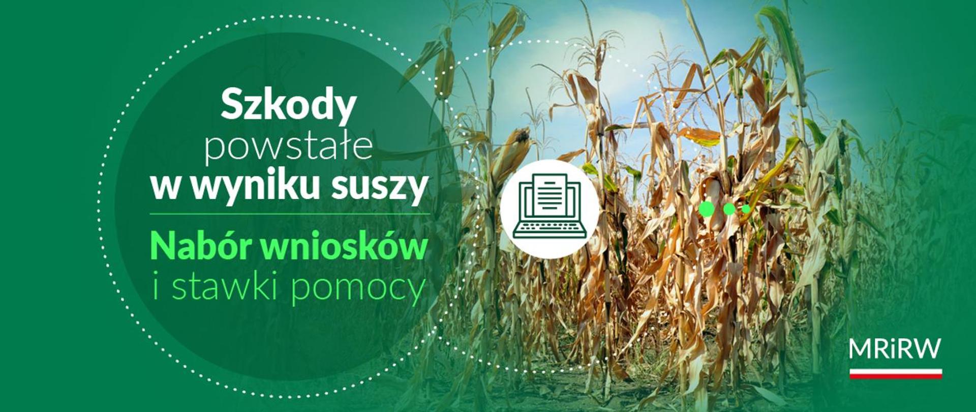 zielone tło z lewej strony dojrzewające kolby kukurydzy z prawej strony w kółku napis szkody powstałe w wyniku suszy