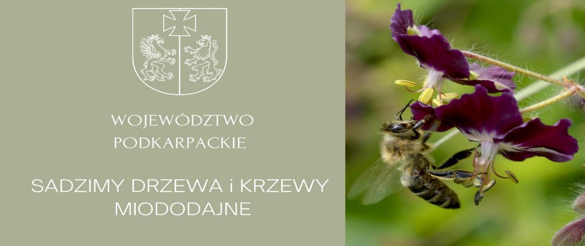 Nowe drzewa i krzewy wzbogacą florę Podkarpacia