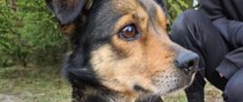 Młoda suczka, umaszczenie: czarne podpalane, posiada czerwoną obrożę. 