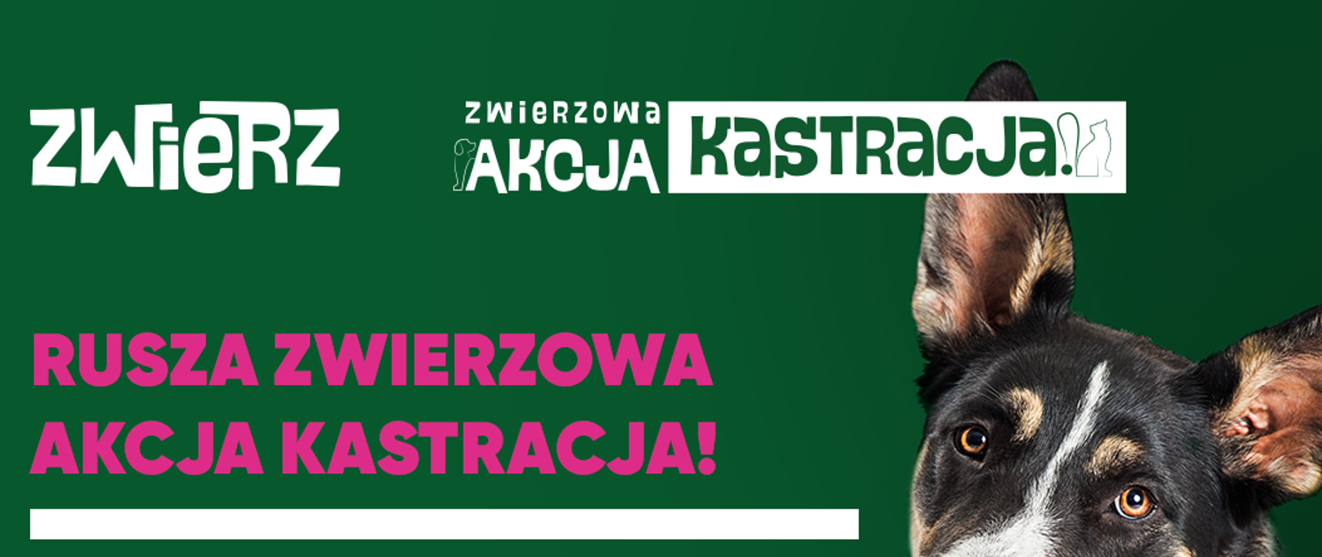 Plakat informujący o organizowanej akcji kastracji dla psów i kotów