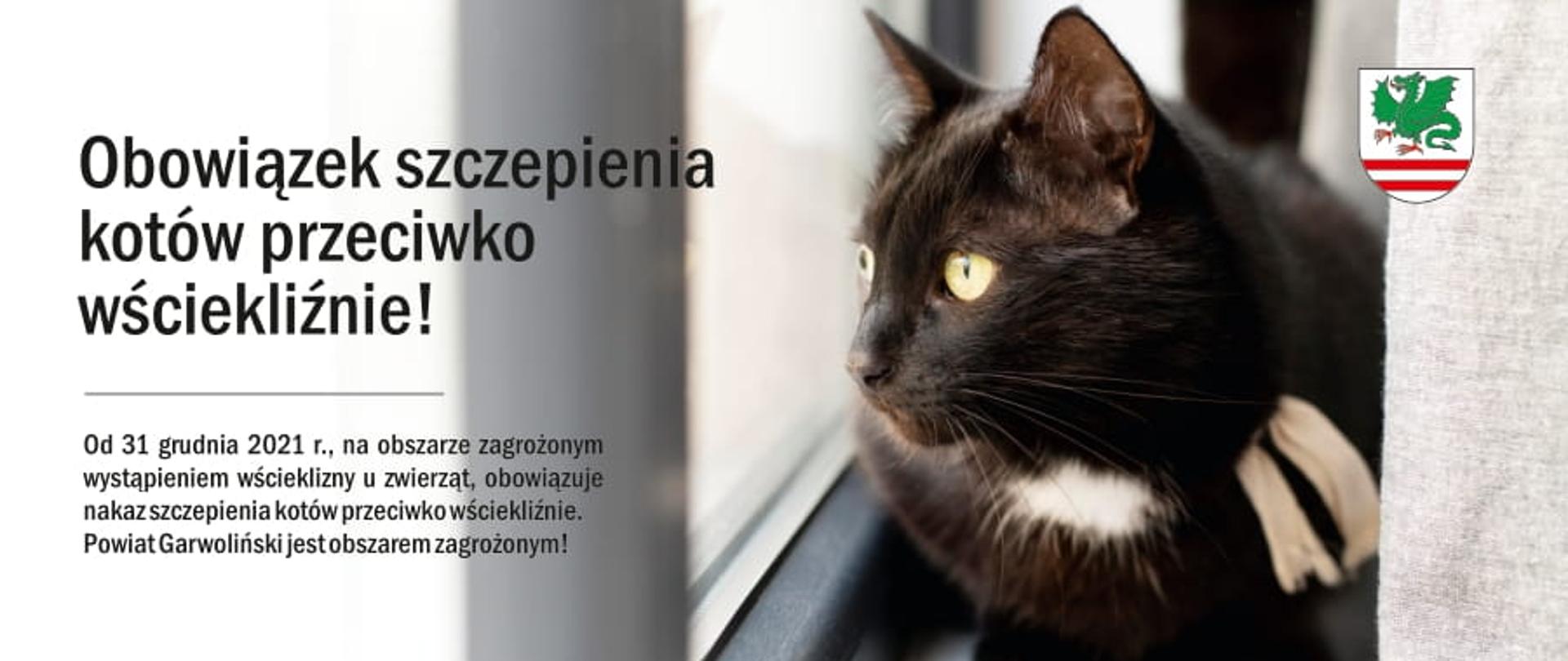 Informacja - obowiązek szczepienia kotów przeciwko wściekliźnie
fot. Freepik.com