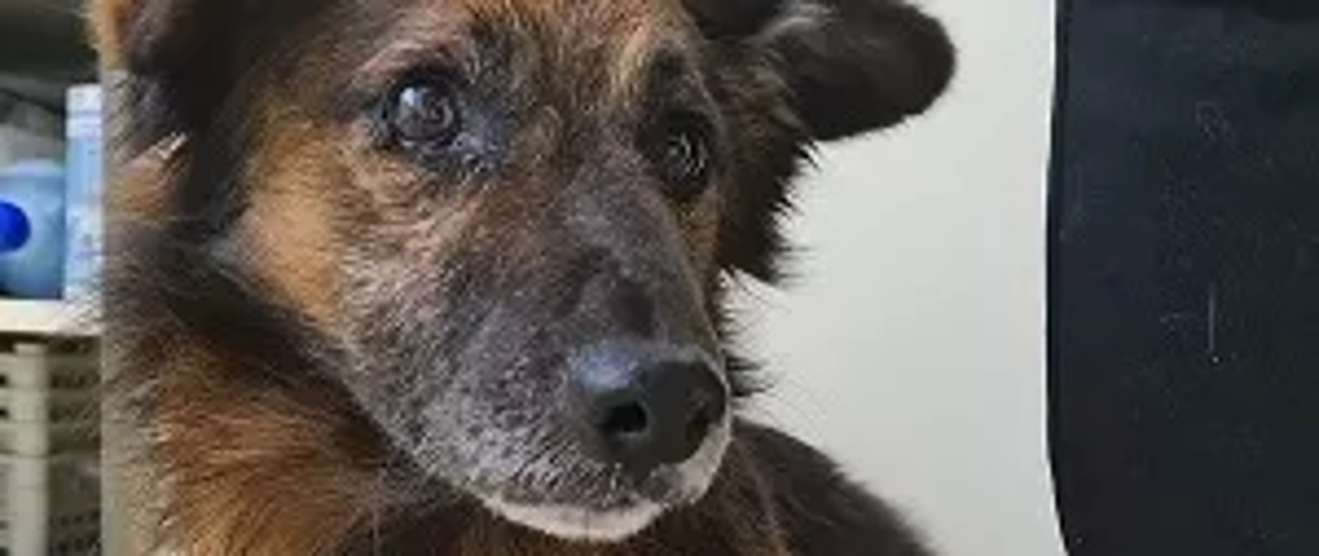 Pies - samiec, mały, puchaty, czarny podpalany, wiek oceniony na 10 lat.