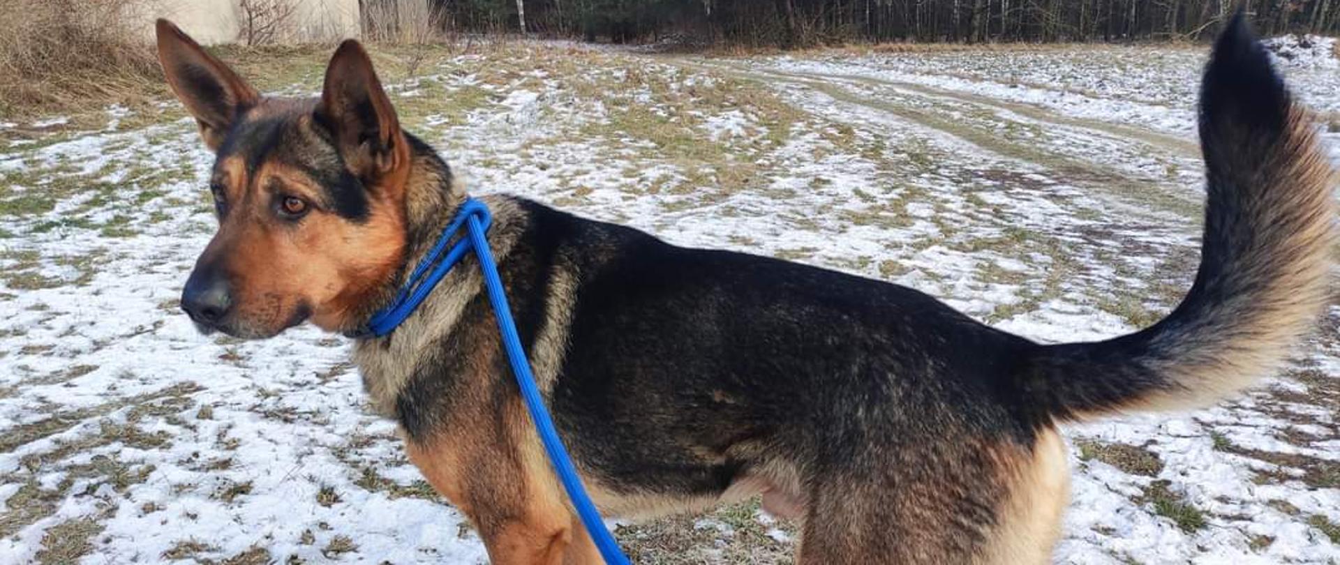 Pies - samiec w typie owczarka niemieckiego, umaszczenie czarno-podpalane. Pies stoi na łące lekko pokrytej śniegiem. Ma niebieską smycz. W tle las i zabudowania. 