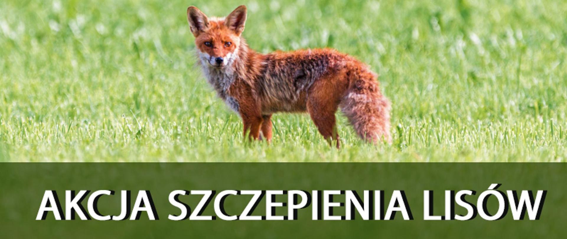 akcja szczepienia lisów