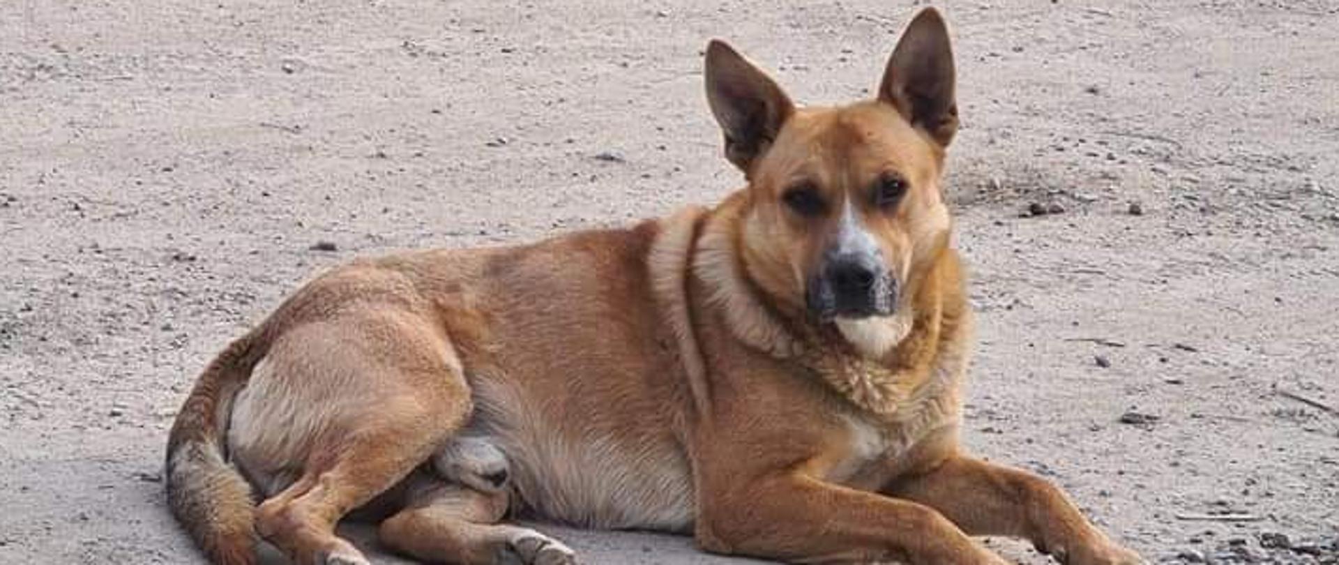 Pies - samiec, umaszczenie: rude, wiek: 12 mcy, duży. Pies leży na ziemi w tle znajduje się las.