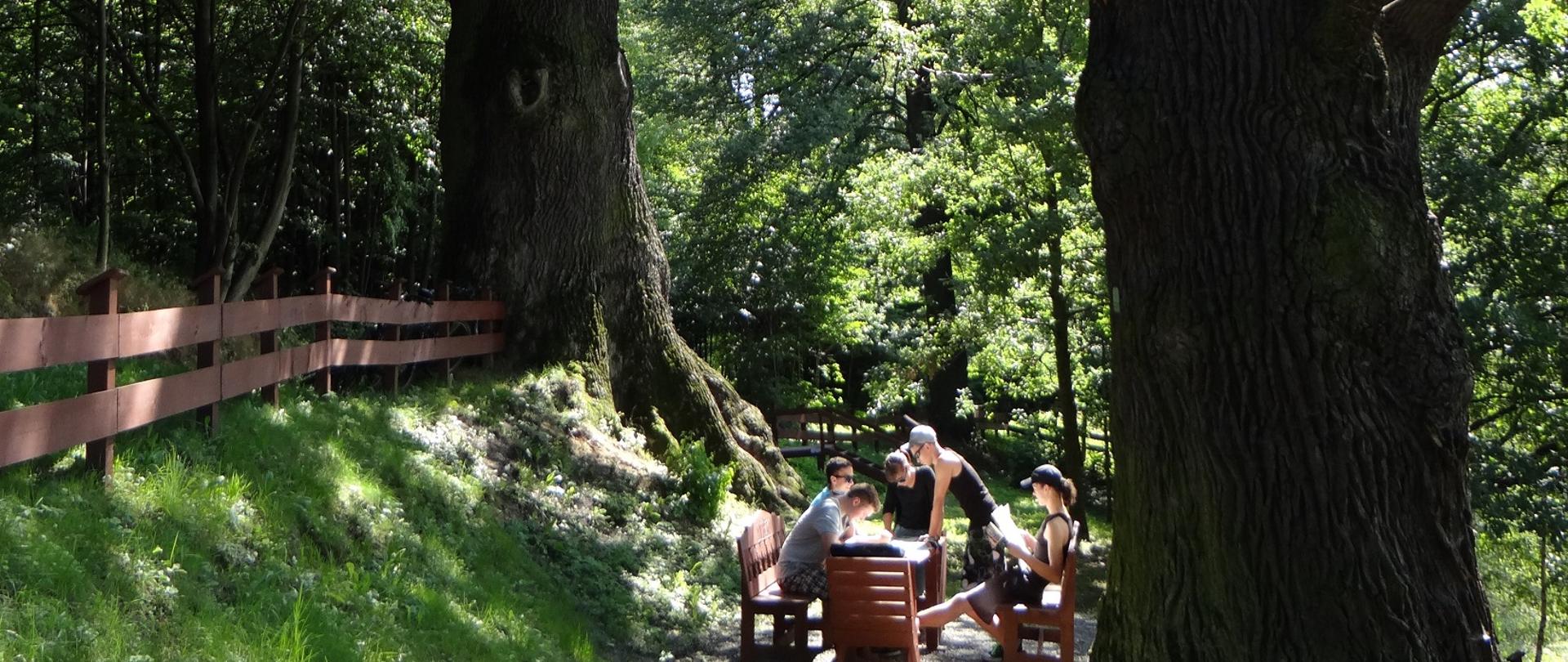 Pomnikowe dęby (od lewej): "Mieszko" i "Przemko" . Pomiędzy nimi znajduje się miejsce odpoczynkowe (drewniany stół, ławy i krzesło)