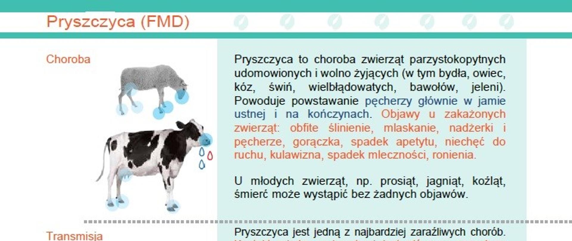 Ważne i Pilne! Pryszczyca zwierząt