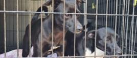 Pies - samiec, umaszczenie: czarne z białym krawatem. Brak obroży. Wiek: 12 miesięcy. Na zdjęciu przebywa wraz z innym czarnym psem w boksie.