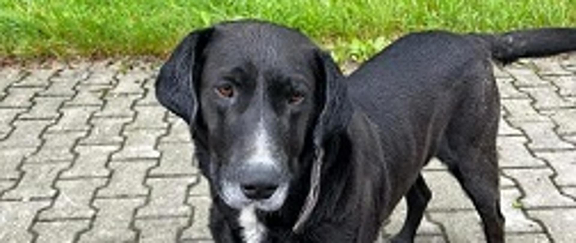 Pies, duży, czarny, gładki. Przebywa w schronisku od 19.07.2023 r., znaleziony w Bielance.