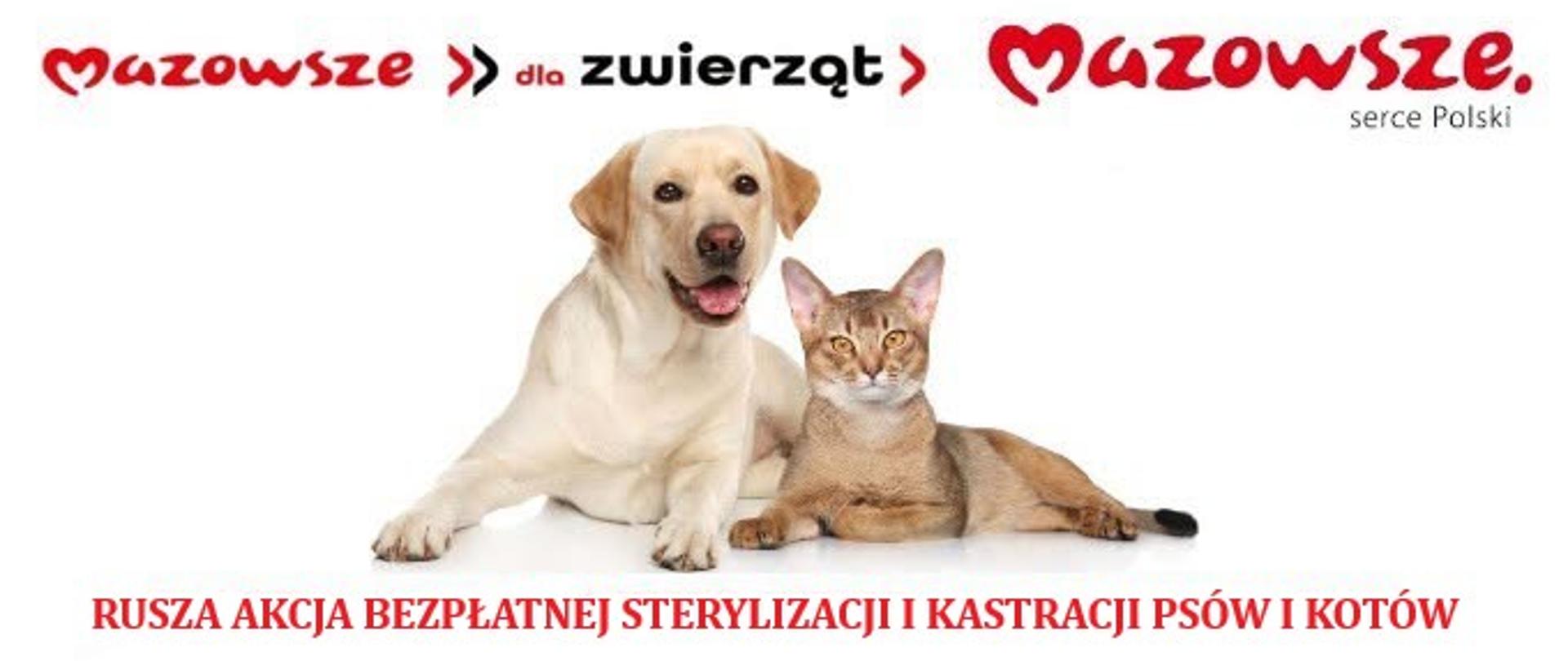 Akcja_sterylizacji