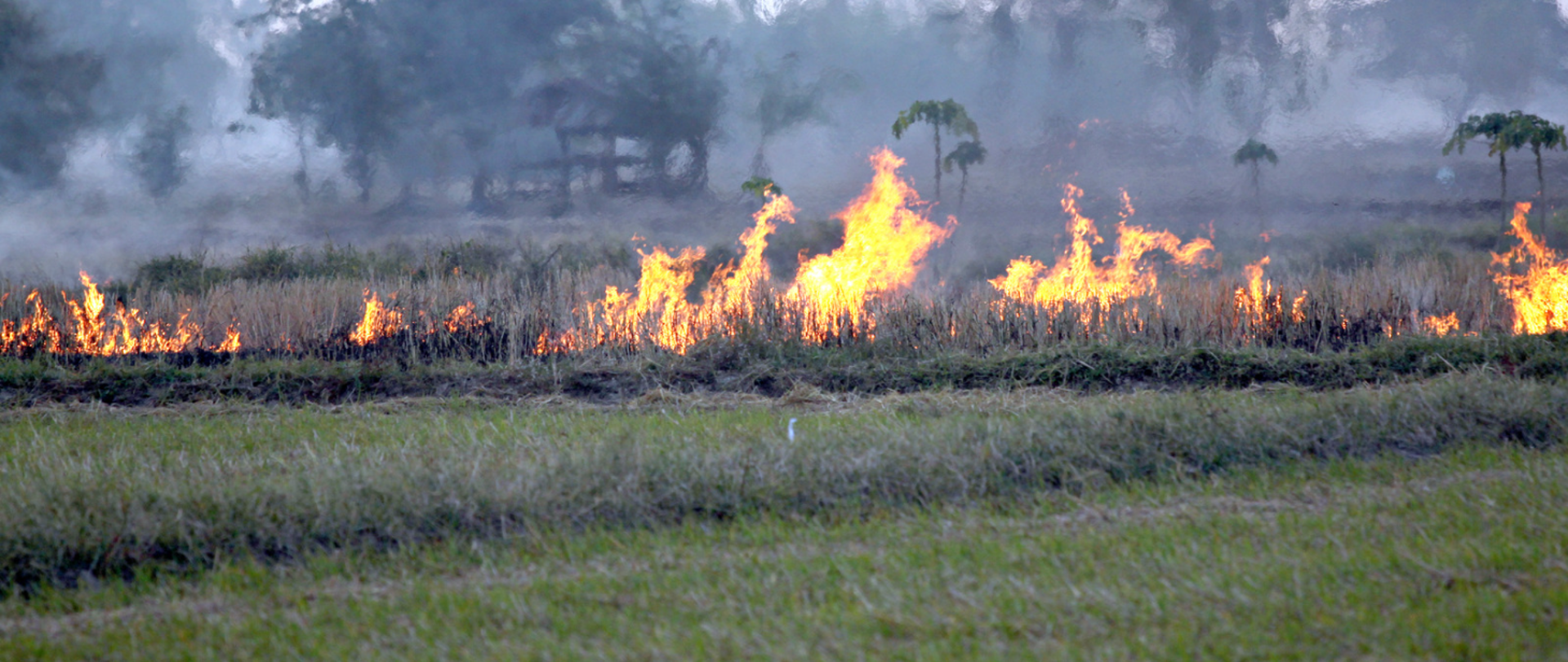 Wypalanie traw - płonąca łąka