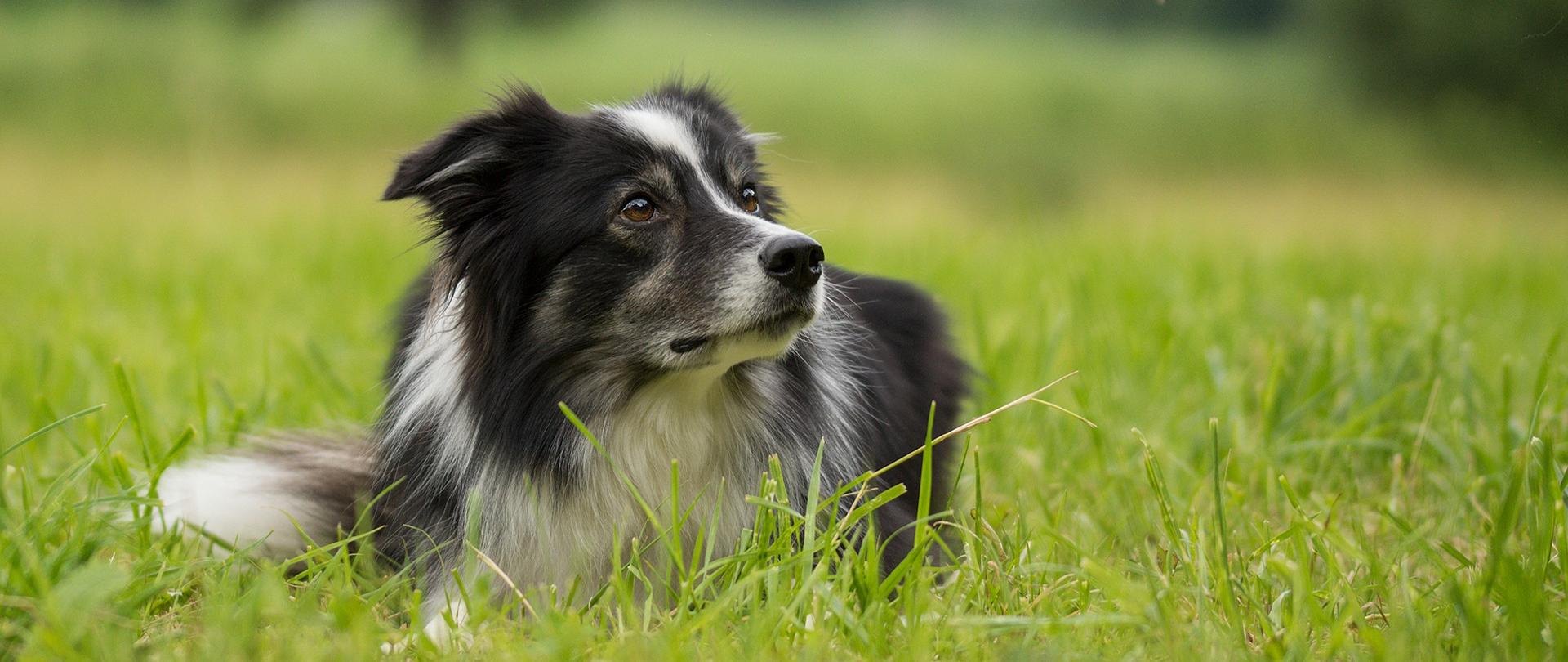 Pies rasy border collie leżący na trawie i spoglądający poza kard zdjęcia