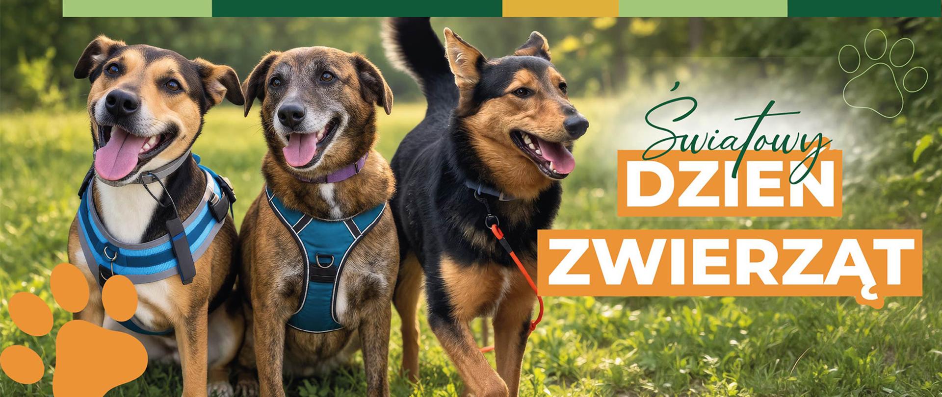 Światowy Dzień Zwierząt 
