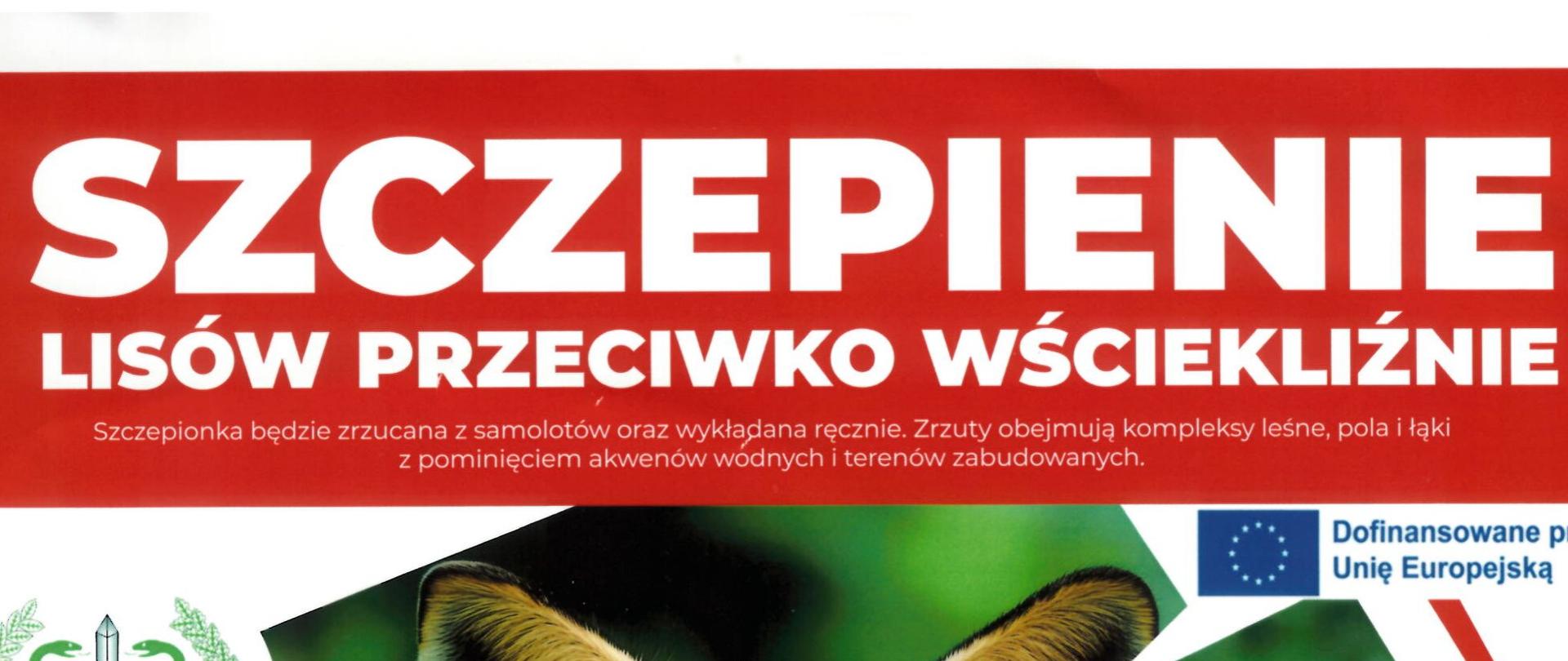Szczepienie lisów przeciwko wściekliźnie