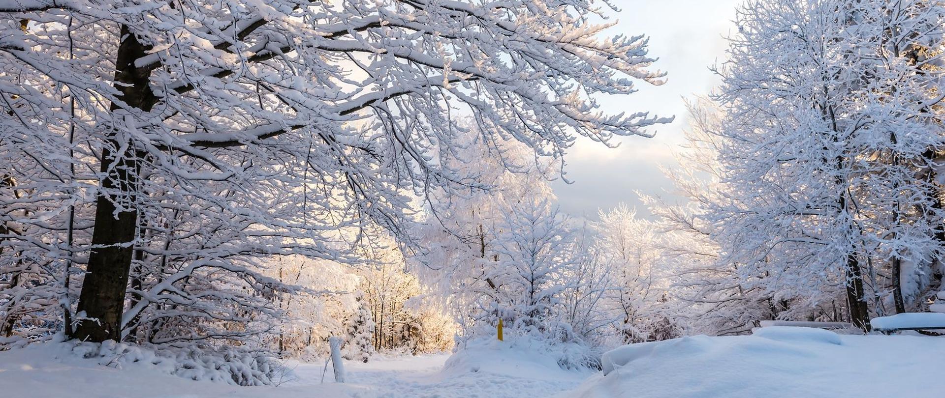 Drzewa i ziemia pokryte śniegiem